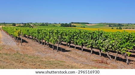 Vineyard with Pineau grapes in the Cognac region, department Charente-Maritime, in summertime, France