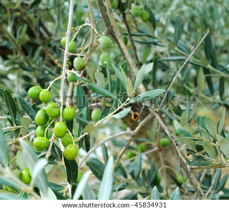 Green olives riping in the sun on olive tree