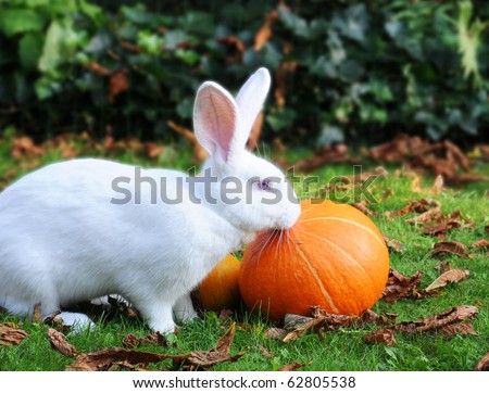 Albino Flemish Giant Rabbit nibbling at pumpkins in the grass