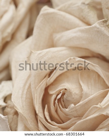 Macro of a dried white rose, shallow depth of field