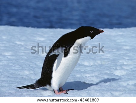 penguins live