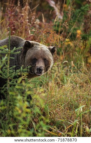male Grizzly Bear looking past small tree