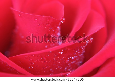 Close up (macro) shot of red rose petals with dew (rain) water drops.