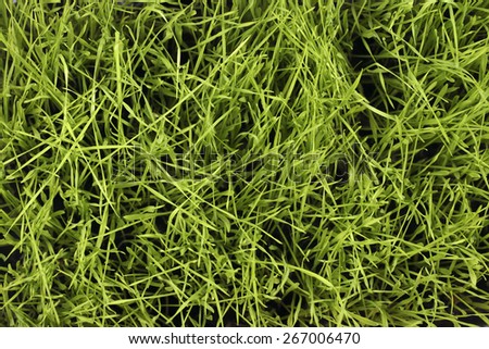 Green grass seamless texture.Grass seamless pattern