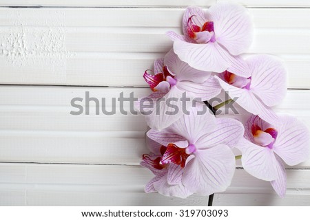 Orchid on white wood background. Pink orchid flowers on a wooden background. Orchid background