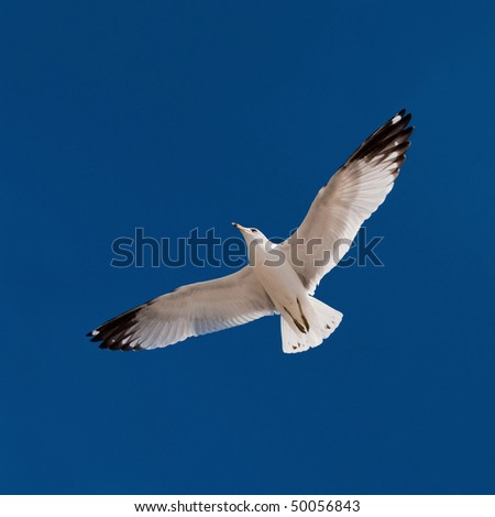 Flying white seagull spreading wings in blue sky