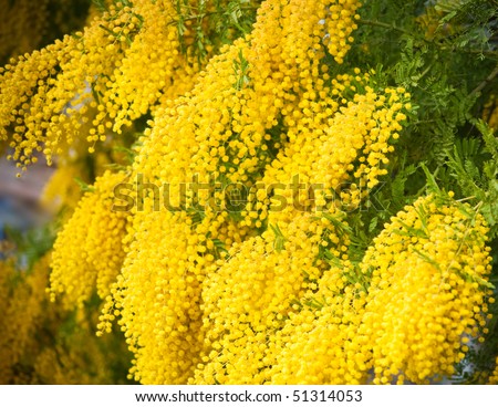 stock photo : Yellow mimosa flowers