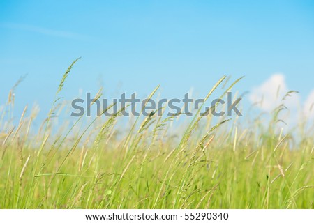 Light green high grass on meadow under blue sky.