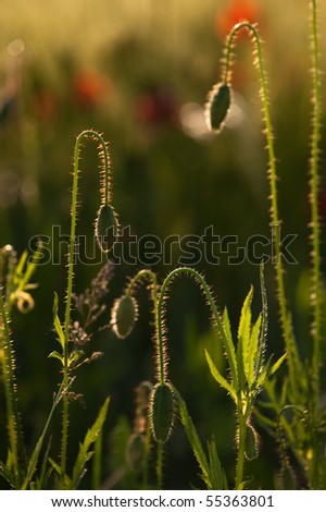 Poppy flowers buds close-up. Green thin stems in sunset light on blurred green background