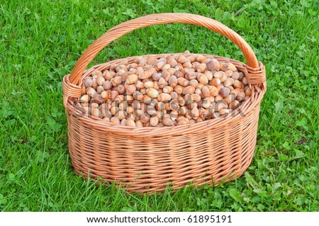 Nuts in basket. Hazelnuts in wicker hamper on green grass.
