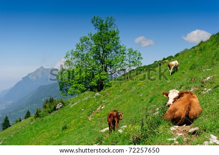 Cow calf lying on alpine slop with green grass under blue sky. Shallow DOF, focus on cows eyes.