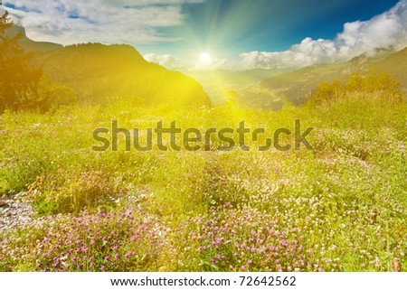 Idyllic Alpine meadow in summer under sun rays. Flowers in grass on green mountain slope.