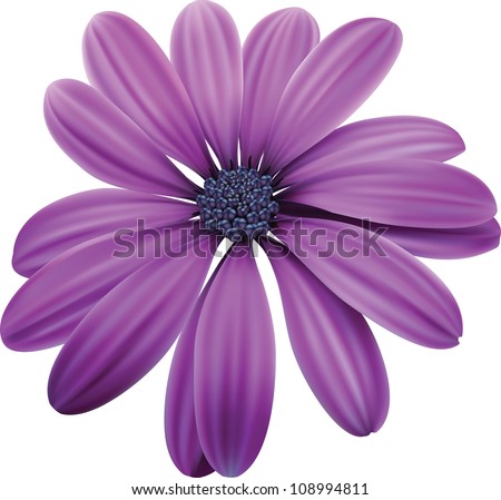 Osteospermum Purple flower macro