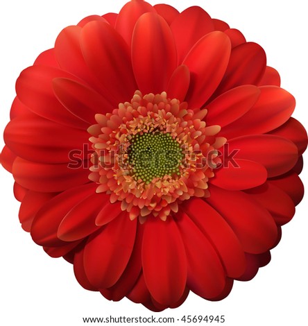 Red Gerbera Flower