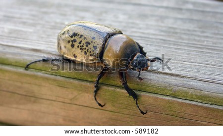 Spotted Beetle