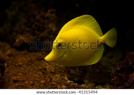 a yellow fish