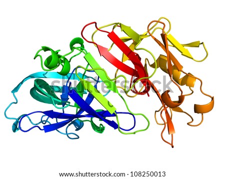 model of enzyme