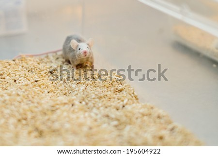 One lab mouse alone in his cage on sawdust sniffing and looking