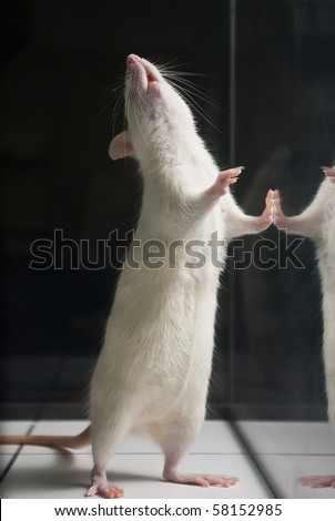 white (albino) laboratory rat standing on two feet on board during experiment