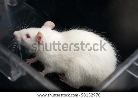 white (albino) laboratory rat in acrylic cage