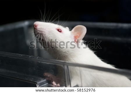 white (albino) laboratory rat in acrylic cage peeking and climbing out