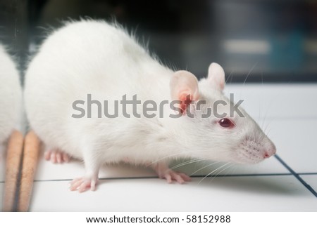 white (albino) laboratory rat on board during experiment
