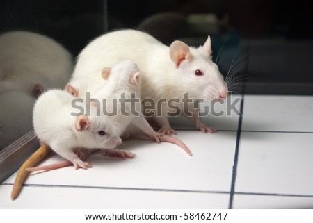 white (albino) rat with baby rats on open field board