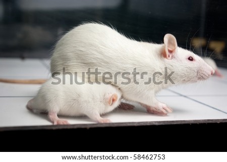 white (albino) rat with baby rat on open field board