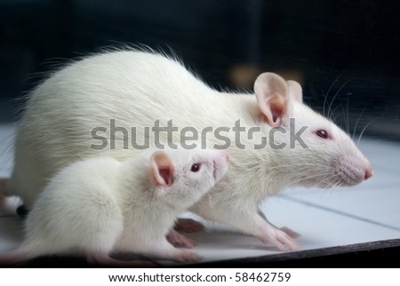white (albino) rat with baby rat on open field board