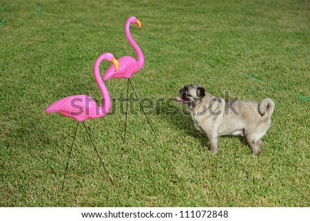 A pug dog curiously looking at two plastic flamingo lawn decorations.