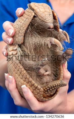 A woman holds an armadillo, showing its belly. This is a juvenile three-banded armadillo.