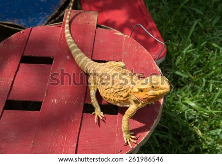 A pogona, also called a bearded dragon. This type of lizard is native to Australia and is sometimes kept as a pet.