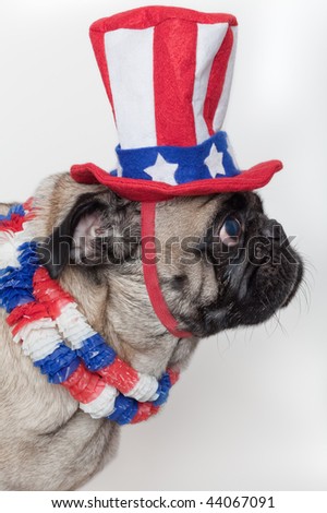 A pug dog in a costume with colors of the United States flag