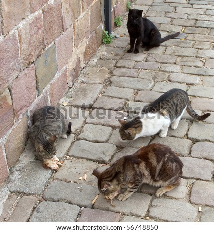 Stray cats eating scraps of chicken on a cobblestone street
