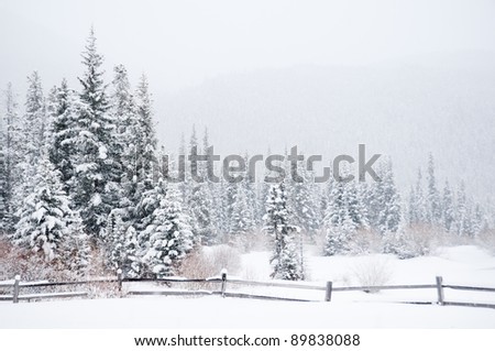 A winter landscape in the Colorado wilderness