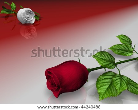 Roses red and blanching on white and red background