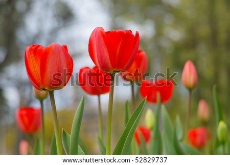 Three (much) red tulips on halitosis wet wood and light heel