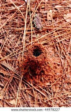 ant bug insect hive ground earth land