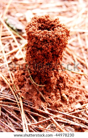 ant bug insect hive ground earth land