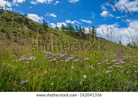 Flowers on the surface of the mountains. Flowers and spruce on the surface of the mountains against the blue sky on a sunny day.