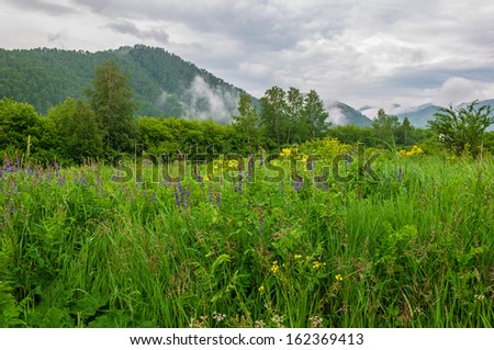 Landscape with mountains in the mist, trees, flowers and green grass in the meadow.