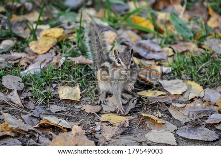 Chipmunk stands with a raised paw and looking at the camera.