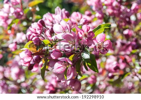 Pink and white flowers of apple-tree branches on blurred background