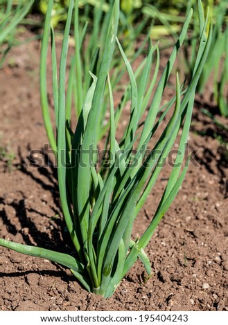 Bunches of onions plants growing on a bed in the vegetable garden
