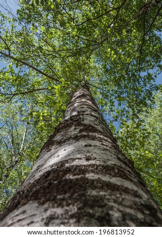 Bottom view on the trunk and foliage of a tall tree birch on a background of blue sky
