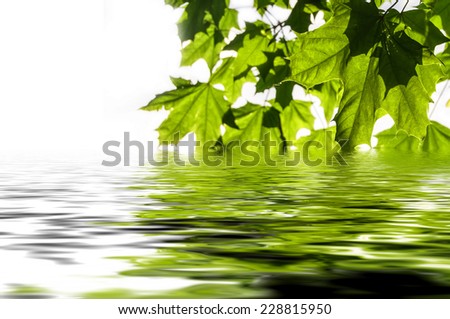 Green maple leaf on white background reflected in water