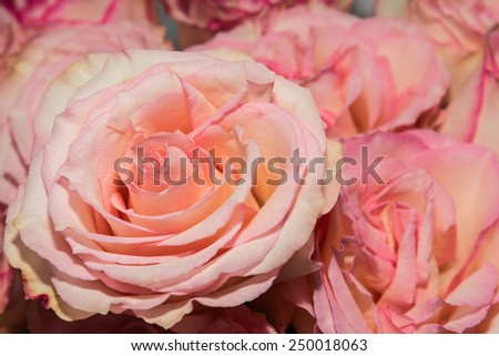 Delicate pink rose on blurred background of other roses