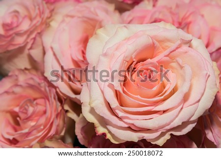 Delicate pink rose on blurred background of other roses