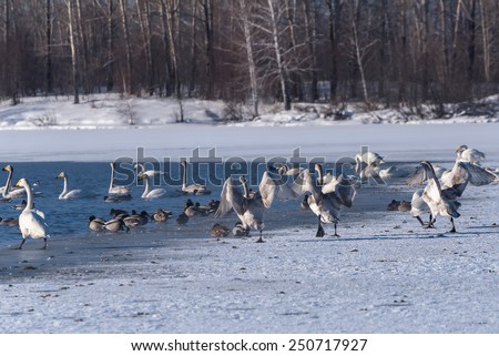 Young swans are dancing on the snow on shore of the lake in winter sunny day