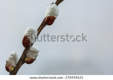 Abstract natural spring background from willow catkins on the branch with rain drops
